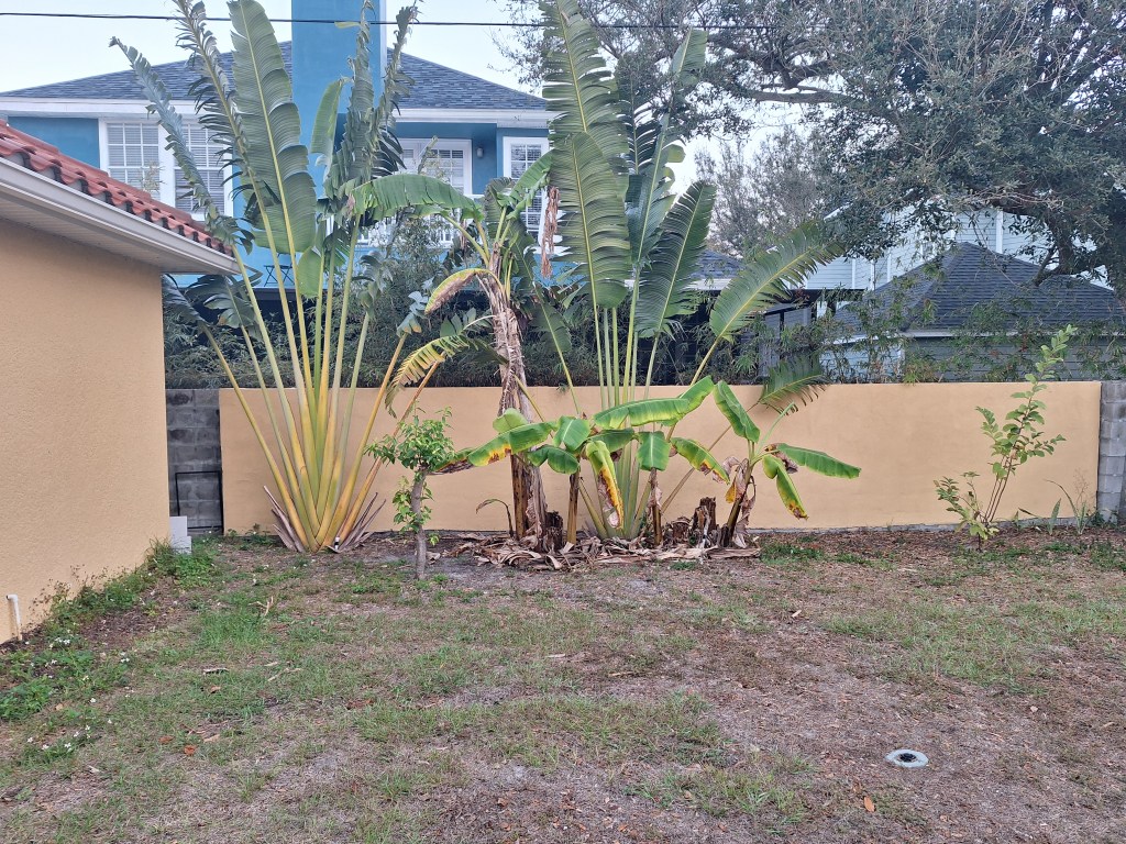 Growing Banana Plants