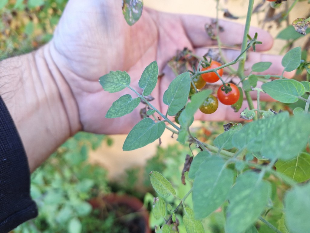 Small Space Gardening: Successful Vegetables and Herbs to&nbsp;Grow