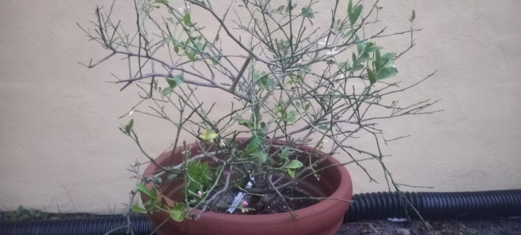 Reviving My Meyer Lemon Tree: A Morning&nbsp;Journey